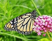 Monarch Butterfly