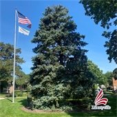 A large pine tree stands next to a flagpole with an American flag and a white flag that says "Libertyville." In the bottom right hand corner is a logo in designed like the American flag in the shape of an L that says "Libertyville" beneath it.