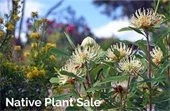 native plant sale